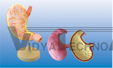 The dissection model of stomach